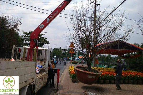 Cây xanh Việt Nam dùng xe chuyên dụng di dời cây xanh đi đến địa điểm cần thiết