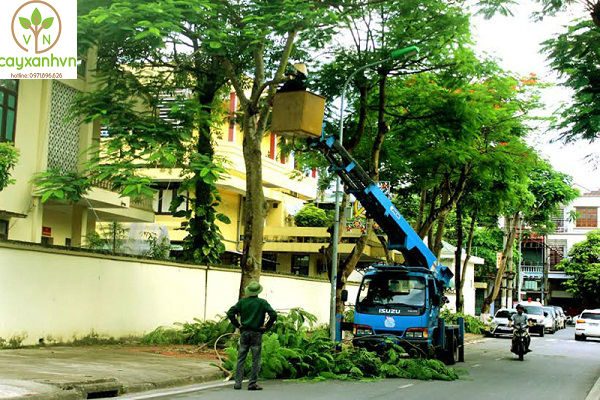 Dịch vụ di dời cây xanh của Cây xanh Việt Nam