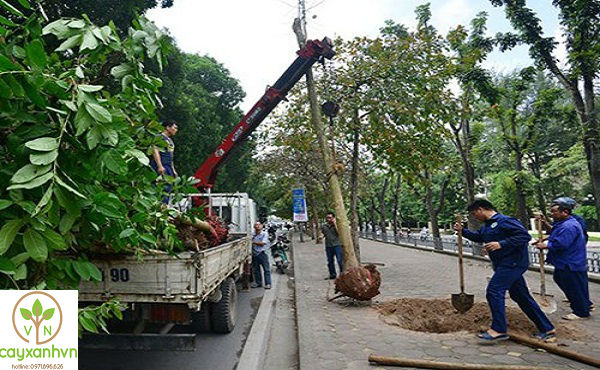 Quá trình trồng cây của Cây Xanh Việt Nam