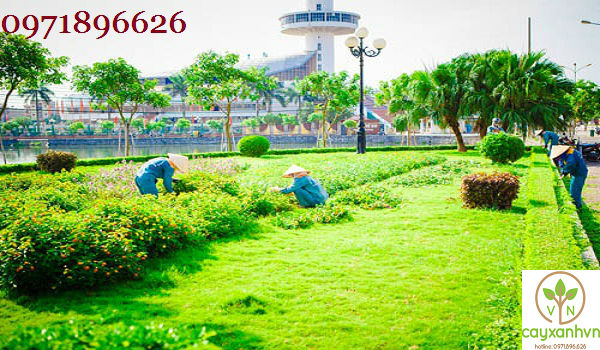 Dịch vụ trồng cây xanh của Cây Xanh Việt Nam