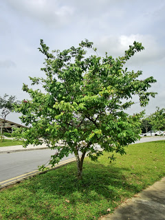 Cây khế được trồng làm cây bóng mát